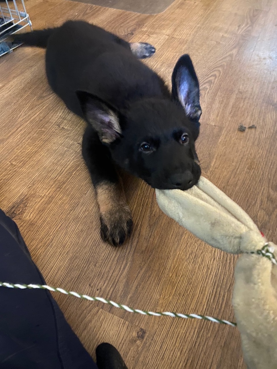Onyx doing prey work as a puppy