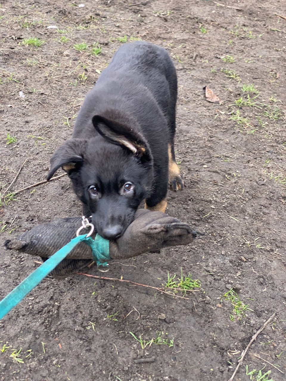 Onyx developing as a young dog
