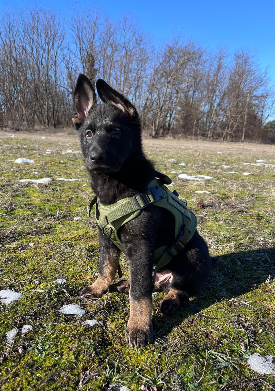 Onyx looking attentively at his handler