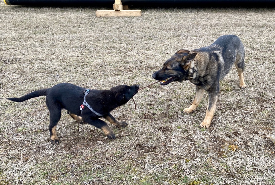 Onyx during early training
