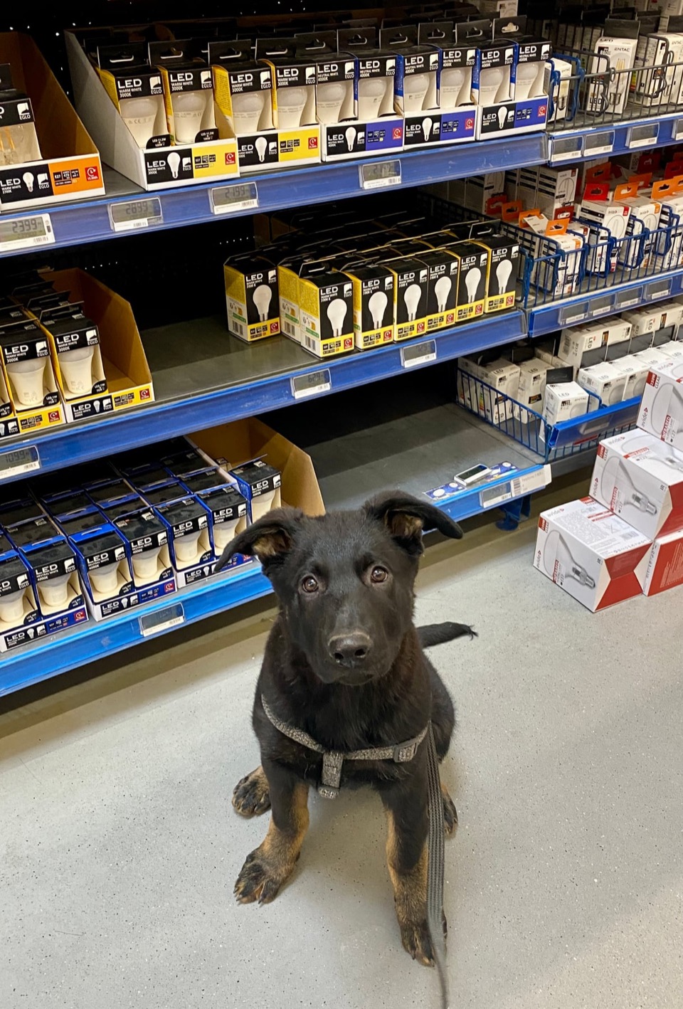 Onyx during socialisation