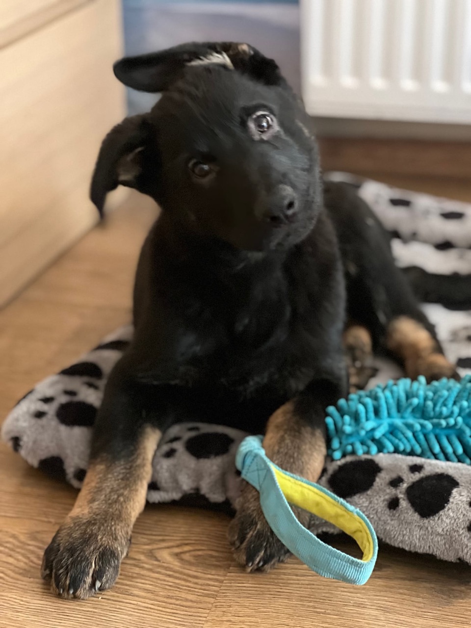 Onyx during early foundation training