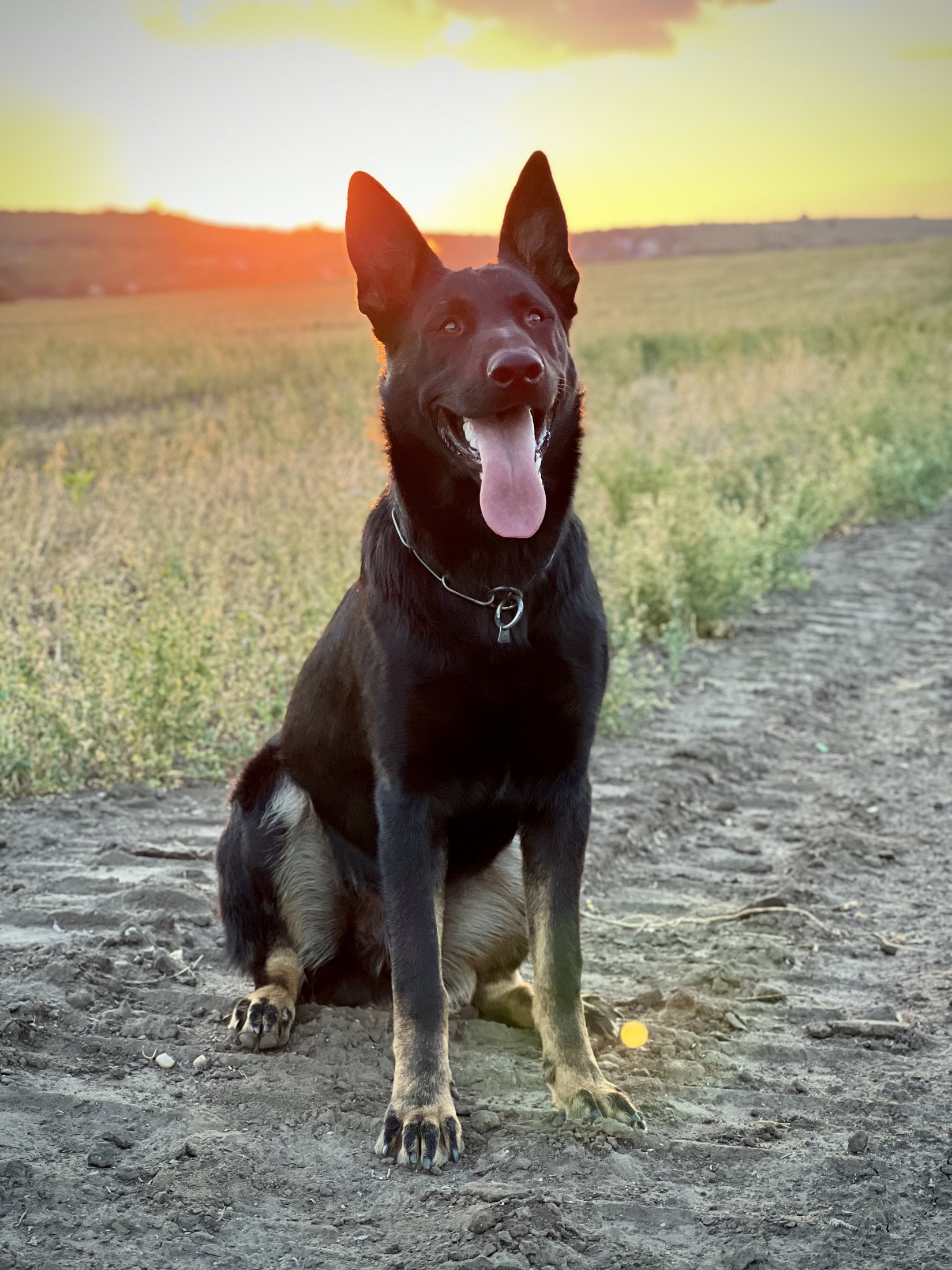 Onyx, bicolor male working-line German Shepherd with a straight back