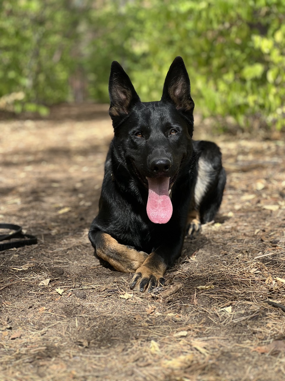 Onyx resting with his front paws crossed on a woodland path