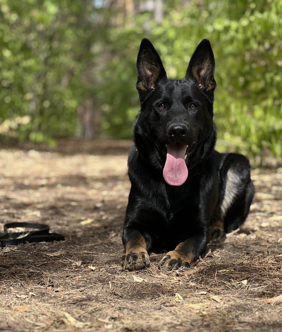 Onyx lying facing the camera on a woodland path