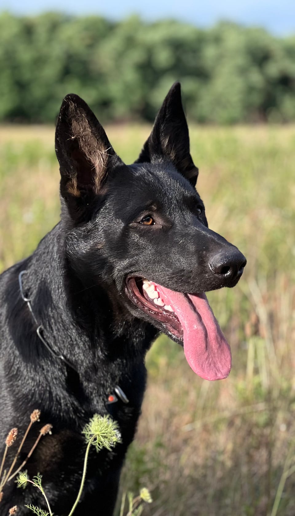 Portrait of Onyx in a field