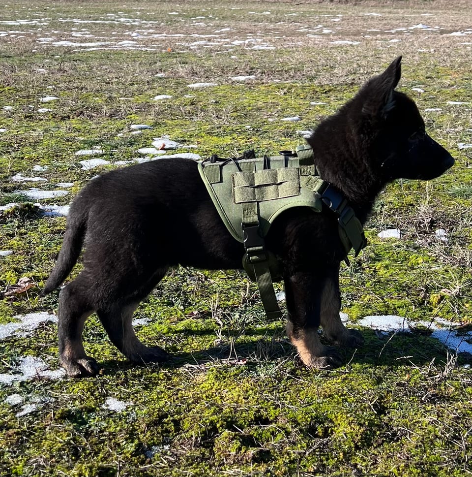 Onyx as a puppy