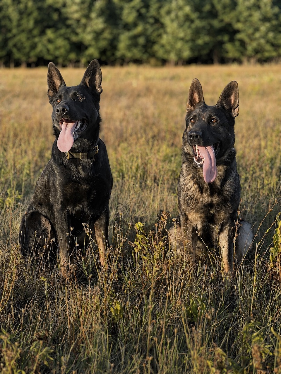 Onyx and Sunny standing side by side in a golden meadow