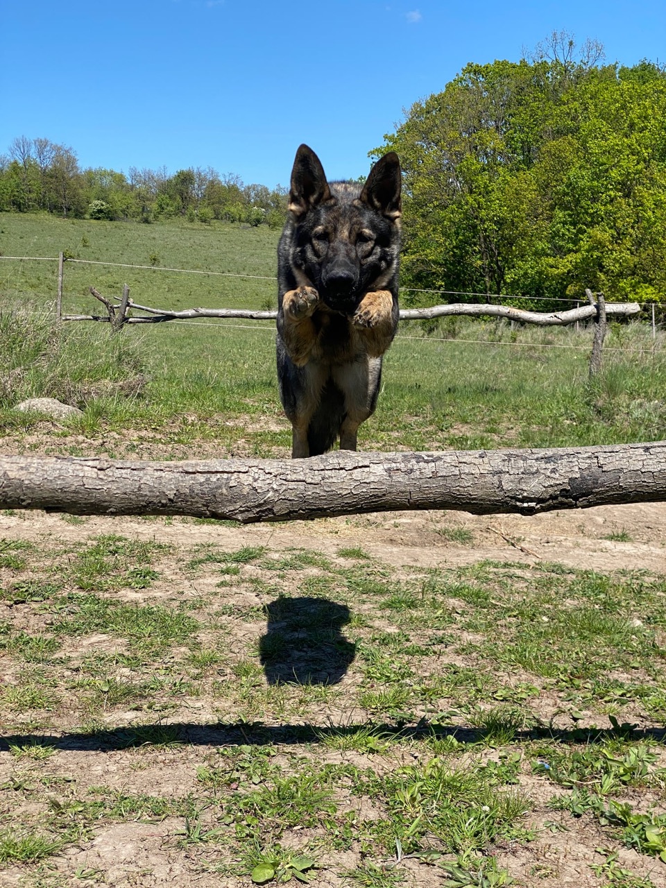 Sunny working on an obstacle