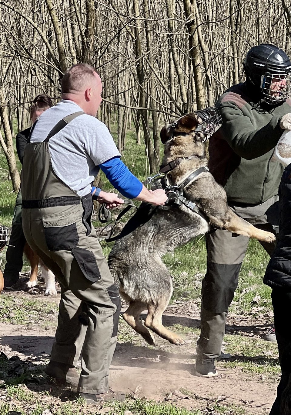 Sunny jumping during muzzle work