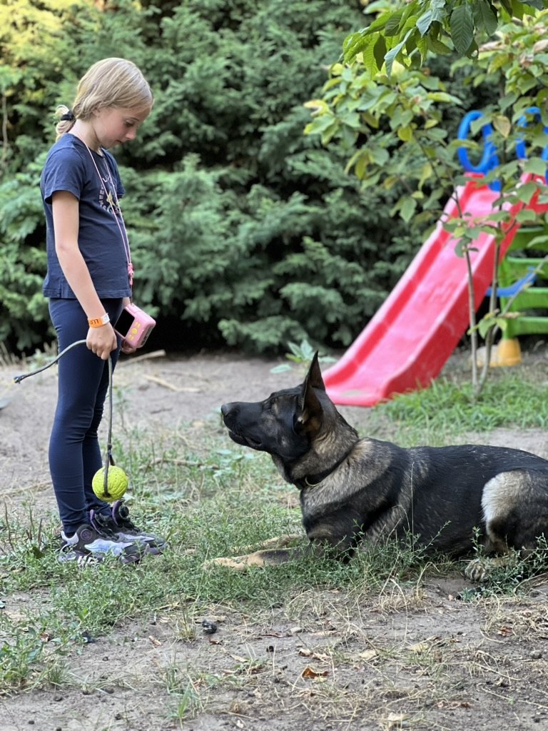 Sunny calmly focusing on her young handler