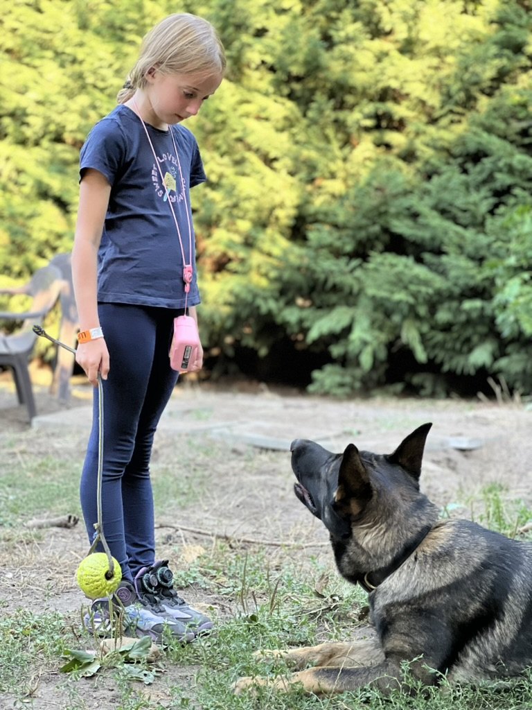 Sunny and her young handler looking attentively at each other