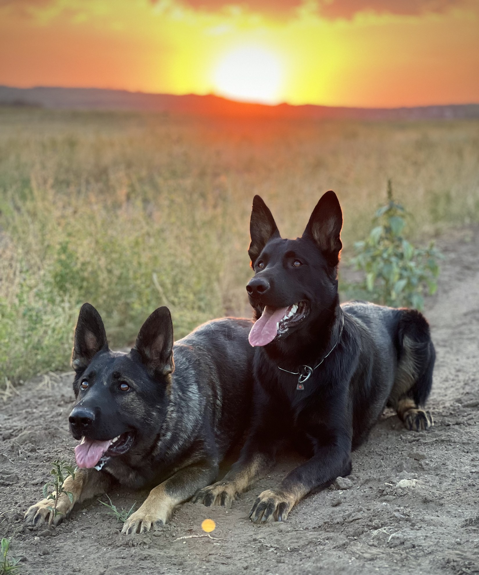 Sunny and Onyx, the two German Shepherds of Team Metal Jacket